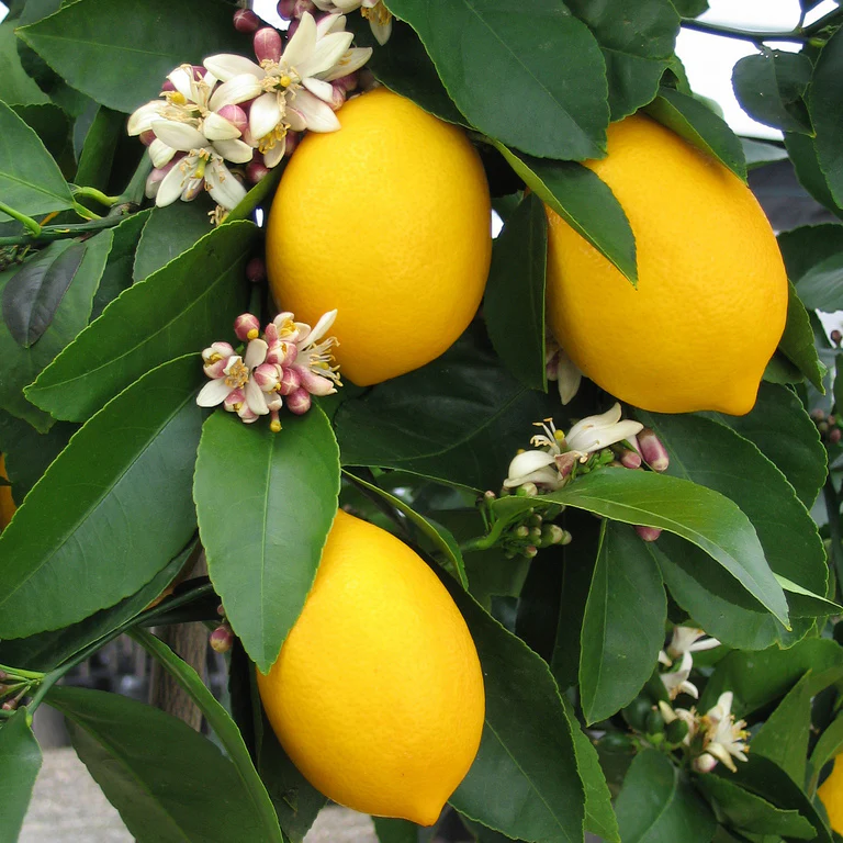 Dwarf Meyer Lemon