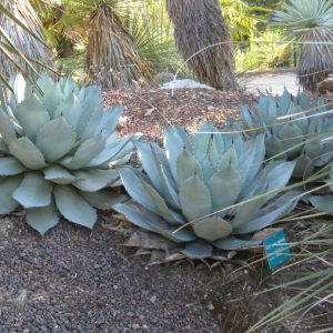 Artichoke Agave