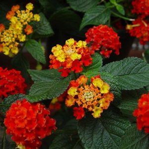 Bandana Red Lantana
