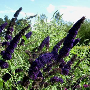 Black Knight Butterfly Bush