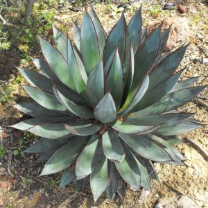 Blue Glow Agave