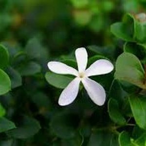 Boxwood Beauty Natal Plum