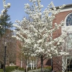 Bradford Pear