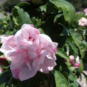 **Double Pink Rose of Sharon