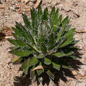 Durango Delight Agave