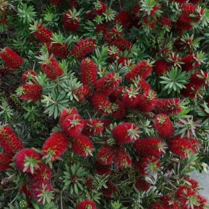 Dwarf Bottlebrush