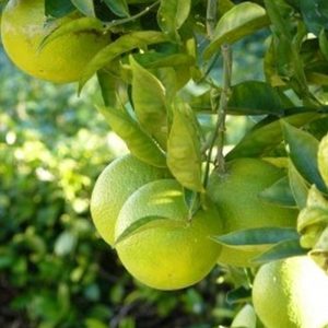 Dwarf Mexican Lime