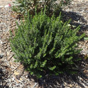 Dwarf Myrtle