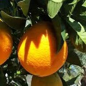 Dwarf Valencia Orange
