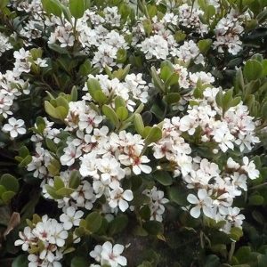 Dwarf Yedda Hawthorn