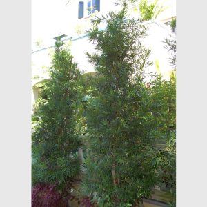 *Dwarf Yew Pine