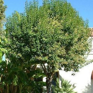 Glossy Privet Tree