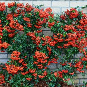 Graber Pyracantha Staked