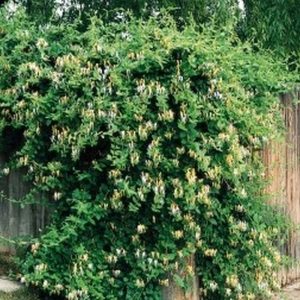 Halls Honeysuckle Staked