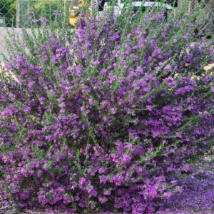 Heavenly Cloud Texas Sage