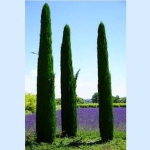 Italian Cypress