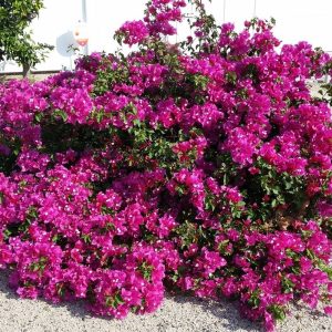 La Jolla Bougainvillea