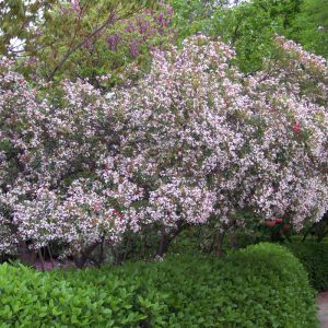Majestic Beauty Hawthorn