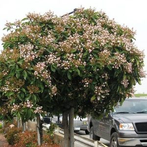 Majestic Beauty Hawthorn Tree