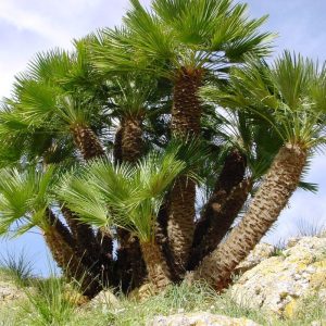 Mediterranean Fan Palm