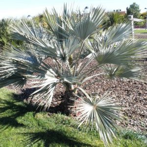 Mexican Blue Fan Palm