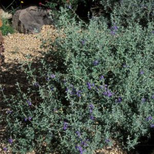 Mexican Blue Sage
