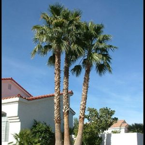 Mexican Fan Palm
