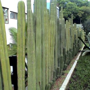 Mexican Fence Post