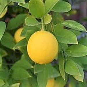 Meyer Lemon Tree