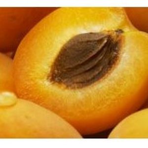 Moorpark Apricot