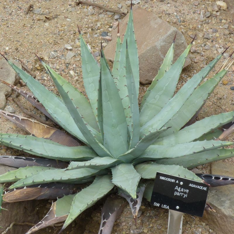 Parrys Agave
