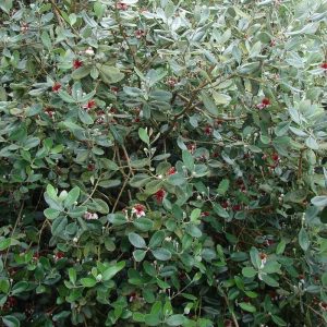 *Pineapple Guava / ***Pineapple Guava Espalier