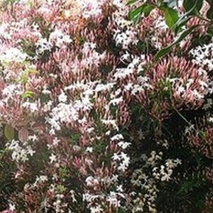 Pink Chinese Jasmine Staked