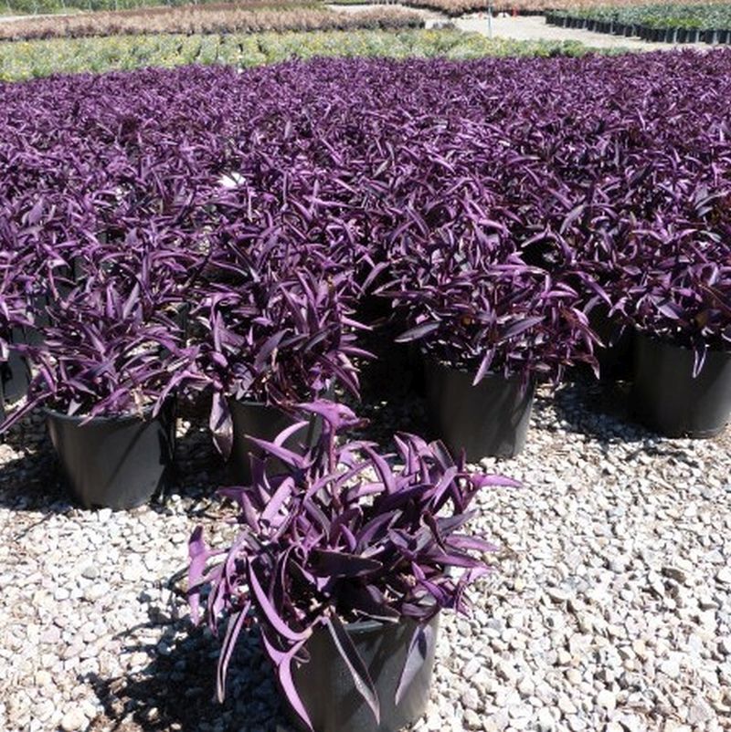 Purple Heart - Image 3