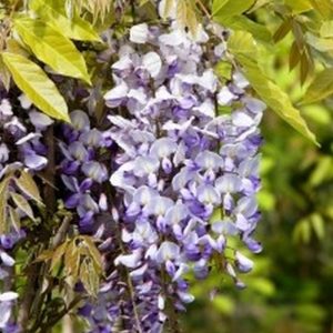 Purple Wisteria Staked