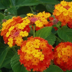 Radiation Lantana