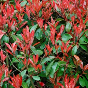 *Redtip Photinia / ***Redtip Photinia Espalier