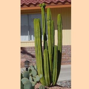 San Pedro Cactus