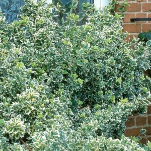 Silver Queen Euonymus