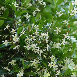 Star Jasmine Staked