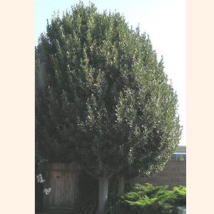 Sweet Bay Laurel Tree