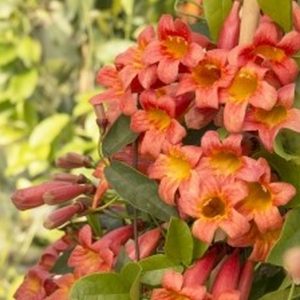 Tangerine Beauty Crossvine Staked