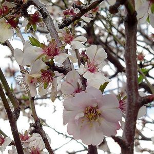 Texas Mission Almond