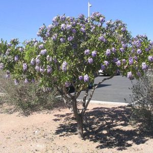 *Texas Mountain Laurel Tree