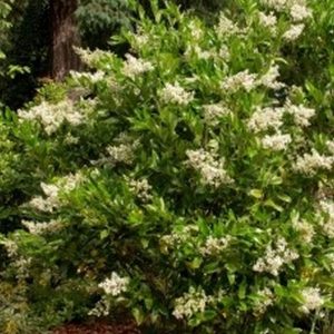 Texas Privet