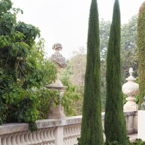 **Tiny Tower Cypress