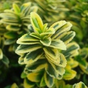Variegated Box Leaf Euonymus
