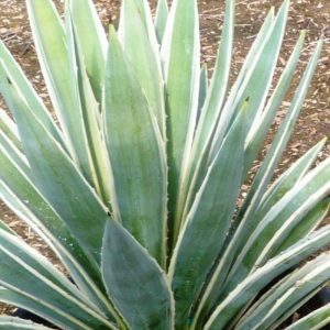 Variegated Caribbean Agave