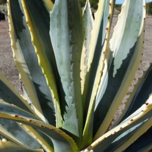 Variegated Century Plant