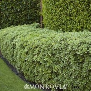 Variegated Mock Orange